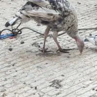 بوقلمون ماده