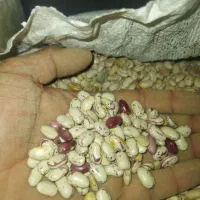 لوبیا چیتی  370 چینی و قاطی پاتی نیست|حراج|قم, شهرک قدس|دیوار