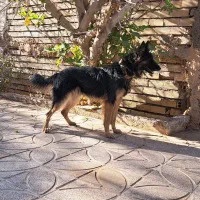 فروش سگ ژرمن مو کلاسیک به همراه..هدیه|سگ|کرمان, |دیوار