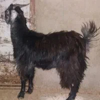 فروش بزغاله ماده آبستن|حیوانات مزرعه|پاکدشت, پارچین|دیوار