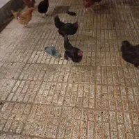 مرغ تخم گذار