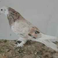 کبوتر یا کفتر پرشی|پرنده|چهاردانگه (تهران), |دیوار