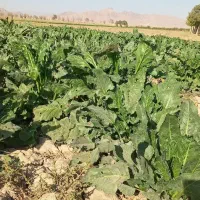 فروش شلغم و چغندر دورگ، ولایتی مخصوص دام|حیوانات مزرعه|زاوه, |دیوار