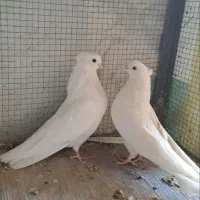 کبوتر سفید واصیل|پرنده|فلاورجان, |دیوار