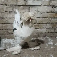 خروس سلطان اصل خوش رنگ