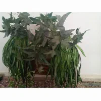 گل خارجی و گلدان پایه دار