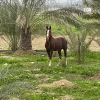 فروش اسب .قیمت توافقی|اسب و تجهیزات اسب‌سواری|کازرون, |دیوار