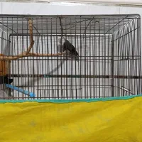 طوطی برزیلی