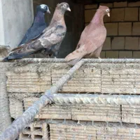 سرخ ابادانی