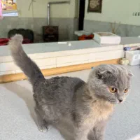 اسکاتیش فولد ماده|گربه|رفسنجان, |دیوار