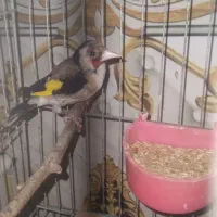 سهره با قناری