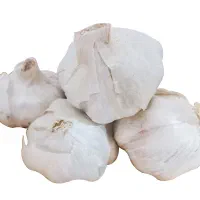 سیر بذری درشت