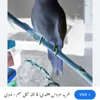عروس هلندی گم شده