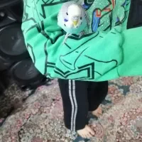 مرغ عشق دستی