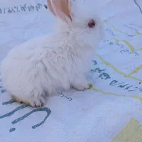 خرگوش لوپی|موش و خرگوش|سیرجان, |دیوار