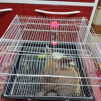 خرگوش|موش و خرگوش|نکا, |دیوار