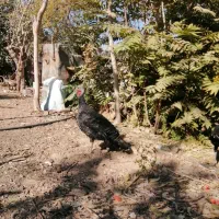 بوقلمون ماده|حیوانات مزرعه|مهریز, |دیوار