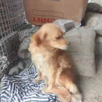 سگ پاکوتا|سگ|گرگان, |دیوار