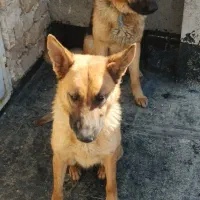 سگ ژرمن اصیل باهوش