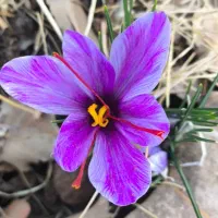 زعفران|عمده‌فروشی|اندیمشک, |دیوار