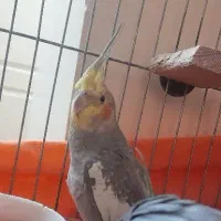 عروس هلندی|پرنده|قدس, شهر‌قدس|دیوار