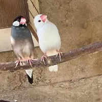 فنچ نرگسی مولد