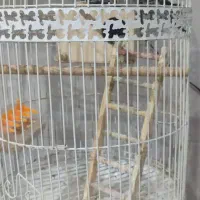 مرغ عشق انگلیسی|پرنده|مشهد, ملک‌آباد|دیوار