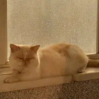 گربه|گربه|اصفهان, بهرام‌آباد|دیوار