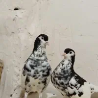 جفت خال افشون مست