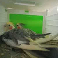 هلندی مولد۱۰۰درصد|پرنده|محمدشهر, محمدشهر|دیوار