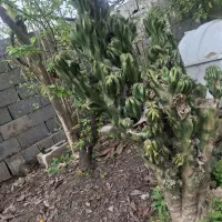 کاکتوس.کاکتوس صخره ای