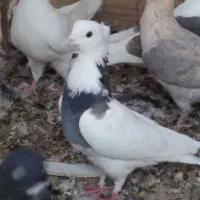 گمشده طوقی ماده کلایی