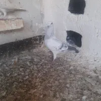 کبوتر