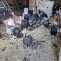 بوقلمون برنز