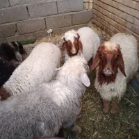فروش گوسفند دارخوین