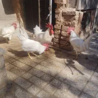 خروس چهارعدد فروشی فوری|پرنده|سبزوار, ابارش|دیوار