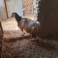 دوراس بزیکی زاییده یکیش ابستن