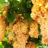 انگور کشمشی درجه 1 قوچان