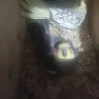 جفت عروس هلندی با پنج عدد جوجه ۱۲ روزه|پرنده|رشت, جانبازان|دیوار