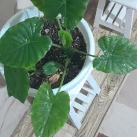 دیفن باخیا ودیفن تیکی|گل و گیاه طبیعی|هشتگرد, فاز ۷ مهستان|دیوار