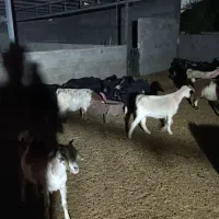 گوشت وگوسفند زنده بز و بره میش چاق|حیوانات مزرعه|پلدختر, |دیوار