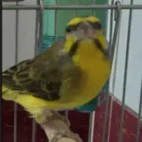 پرنده یاسمین|پرنده|شیراز, شهرک والفجر|دیوار