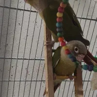 گرینچیک‌.عروس.هلندی.فنچ.مرغ عشق