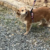 سگ اشپیتز پامر