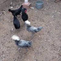 مرغ وخروس لهستانی اصل|حیوانات مزرعه|نیشابور, شهرک بهداری|دیوار