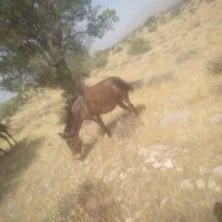 اسب ماده و نریون