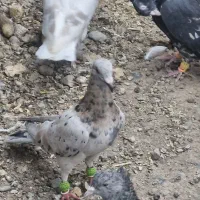 کبوتر