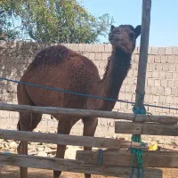 یک عدد شتر نر|حیوانات مزرعه|قشم, |دیوار