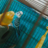 سلام یک جفت مرغ عشق