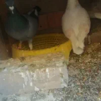 کبوتر گمشده